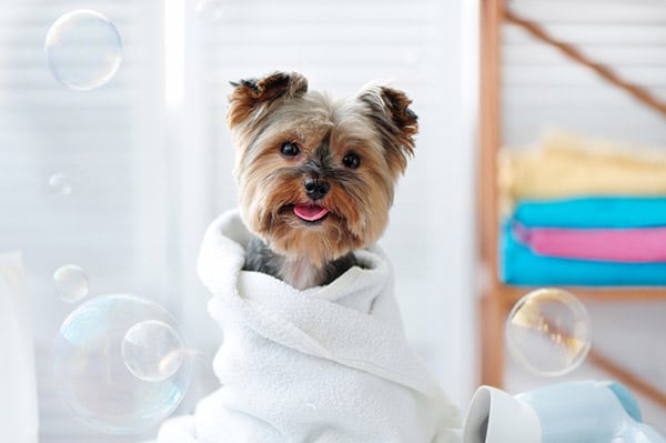 yorkie likes bath time