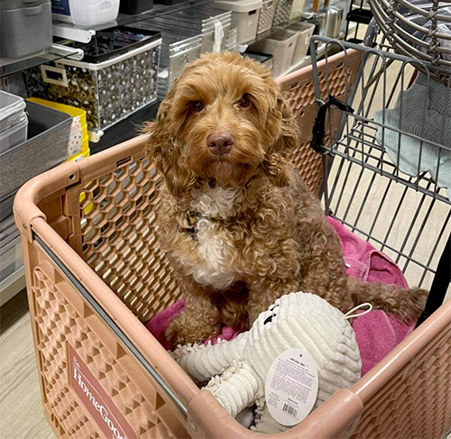 dog in homegoods cart