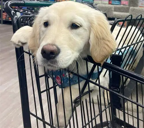 dog in shopping cart