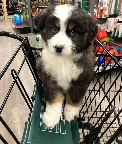 dog in cart