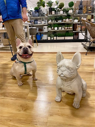 frenchie in homegoods