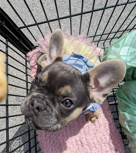 frenchie in shopping cart