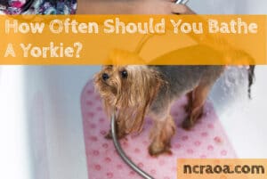 how often give yorkies a bath