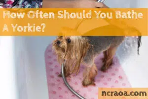 how often give yorkies a bath