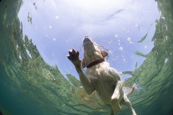 labrador retriever swimming