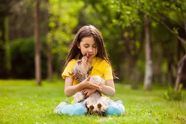 yorkie licking little girl