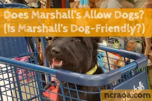 marshalls allow dogs
