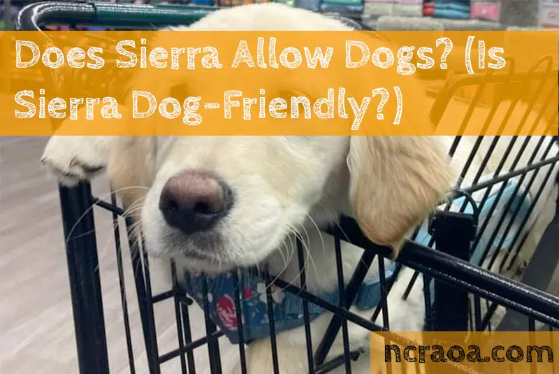 sierra allow dogs