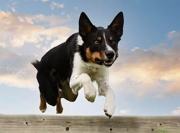 border collie jumping over fence