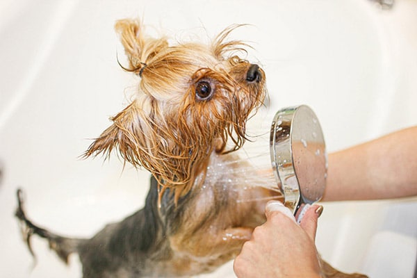 yorkie getting a bath