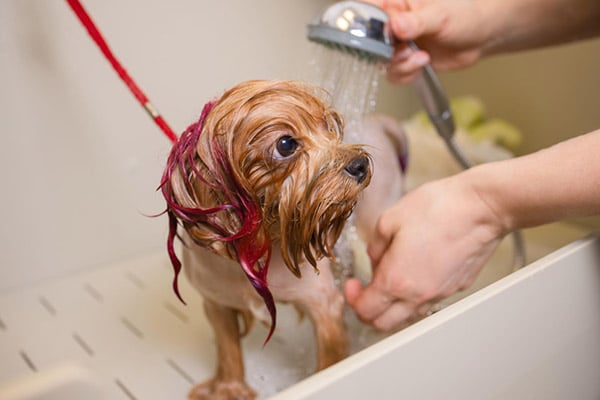 yorkie getting a bath