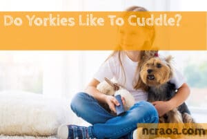 do yorkies like to cuddle