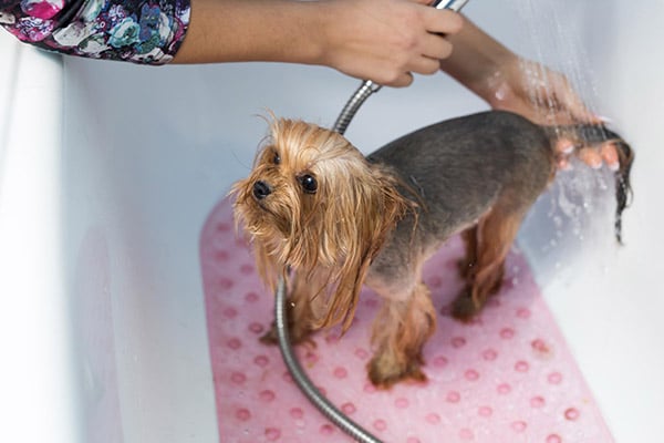 yorkie getting bathed in shower