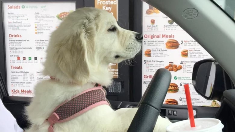 dog at Chick-Fil-A window