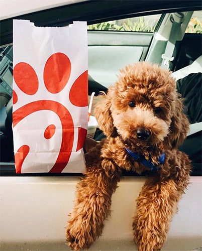 dog at Chick-fil-a drive thru