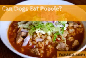 can dogs eat pozole?