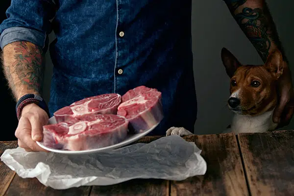 dog looking at steak