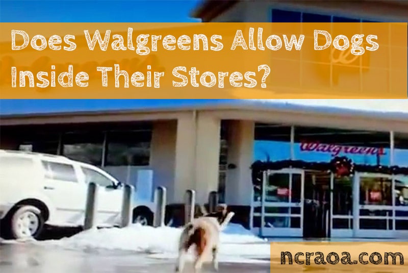 does-walgreens-allow-dogs-inside-is-it-dog-friendly-2023-store-pet