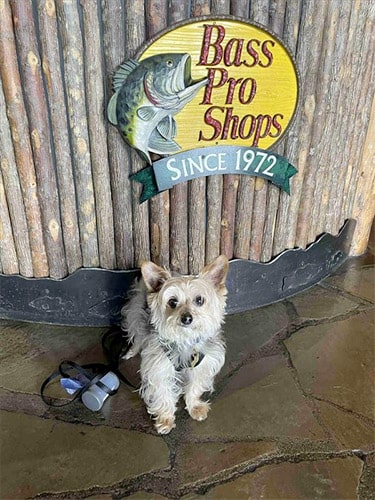 does bass pro shop allow dogs in the store