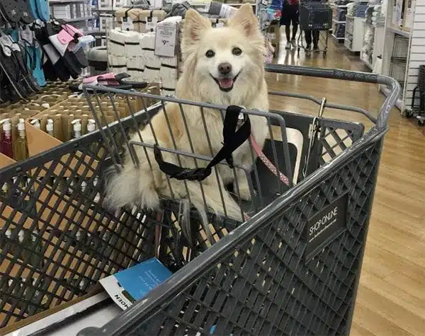 dog in bed bath beyond