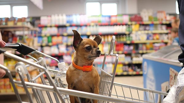 dog in shopping cart