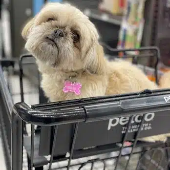dog in petco shopping cart