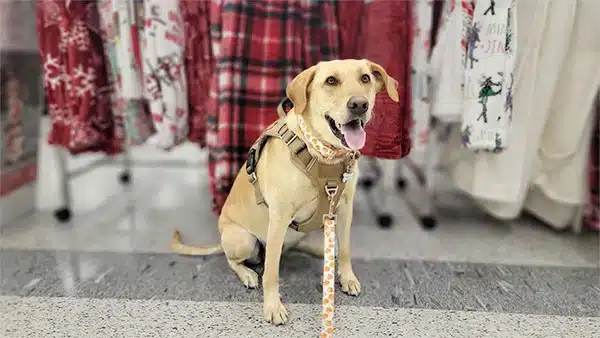 dog in ross dress for less store