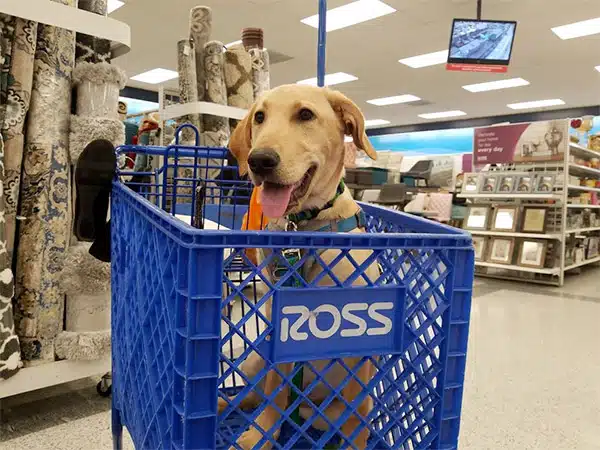 dog in ross shopping cart