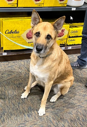 dog inside cabelas