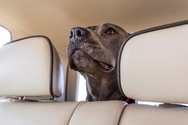 dog in car backseat