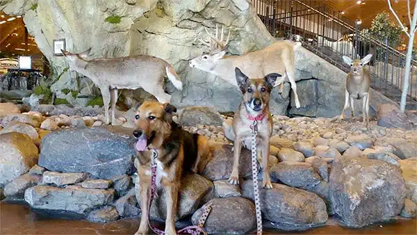 dogs in bass pro shops