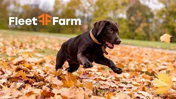 fleet farm dog 