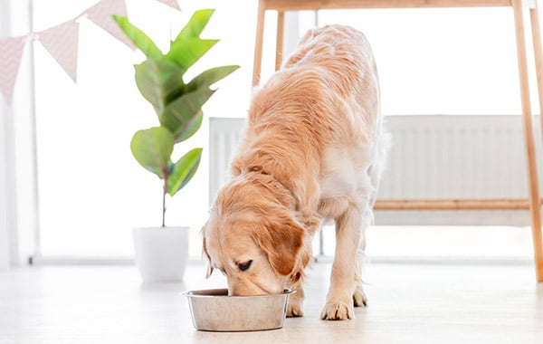 golden retriever eating