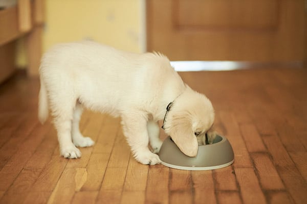 golden retriever puppy eating