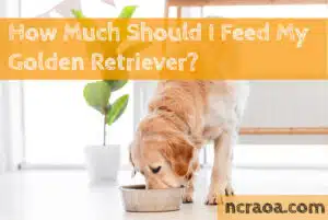 how much feed golden retriever