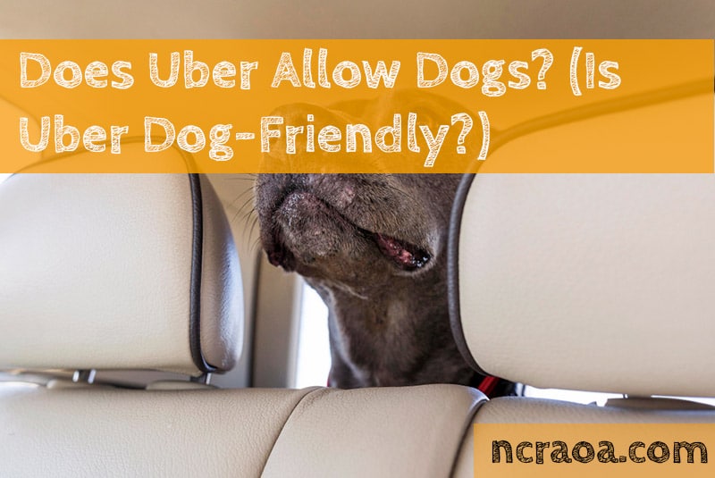 does uber allow dogs