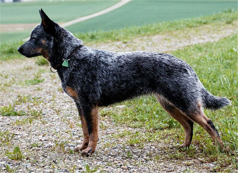 Australian Cattle Dog