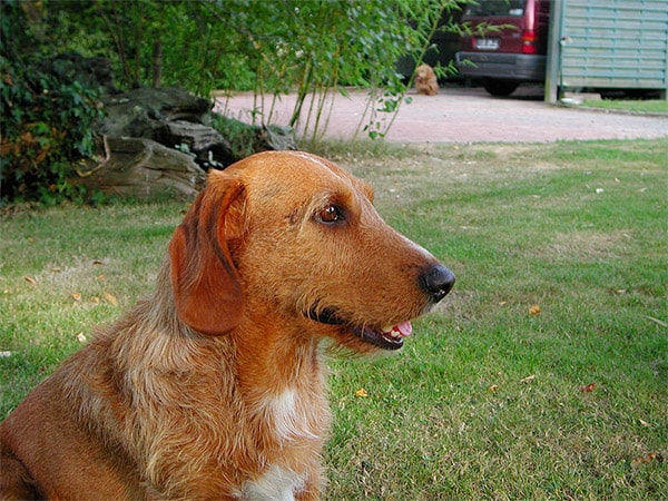 Basset Fauve de Bretagne