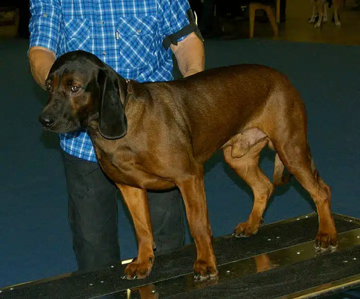 Bavarian Mountain Scenthound