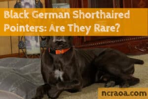 Are Black German Shorthaired Pointers Rare?