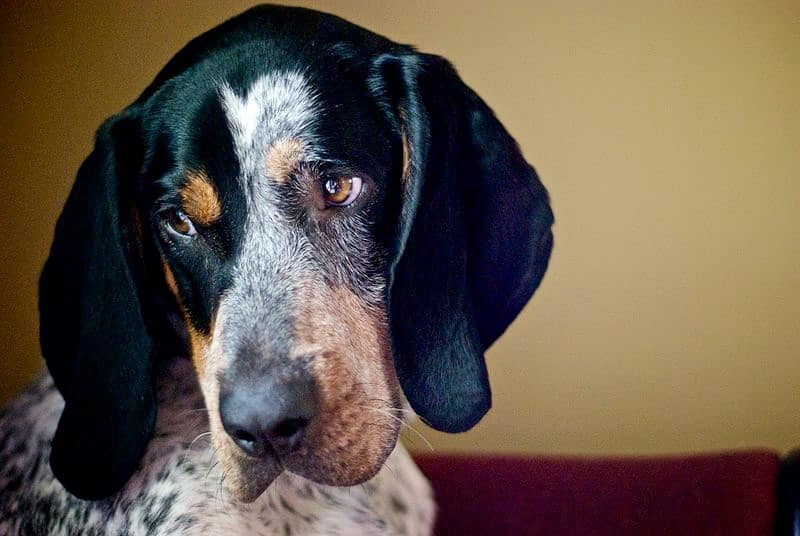 Bluetick Coonhound