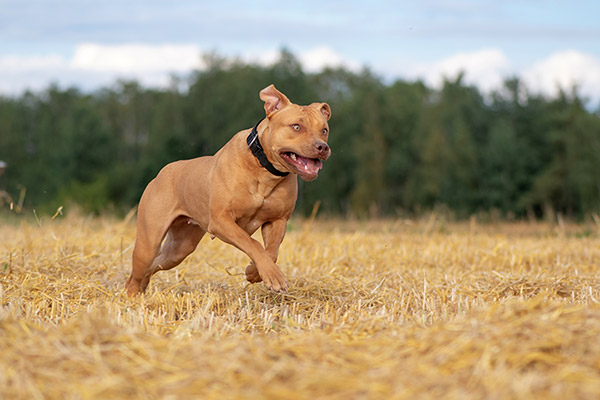 Handsome American Pit Bull Terrier runs fast on the mown field