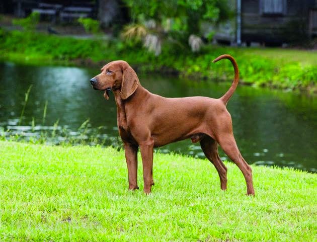 Redbone-coonhound