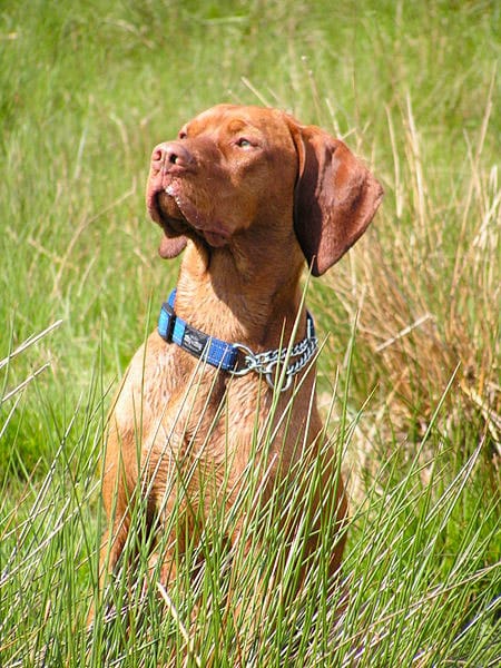 Vizsla dog in grass