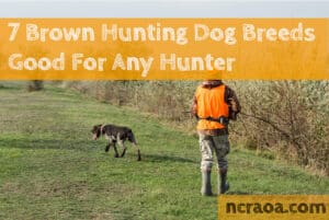 brown hunting dog breeds