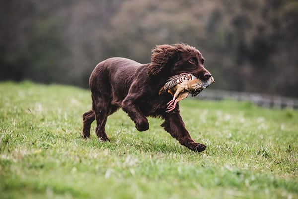 brown Field Spaniel retrieving pheasant for hunter