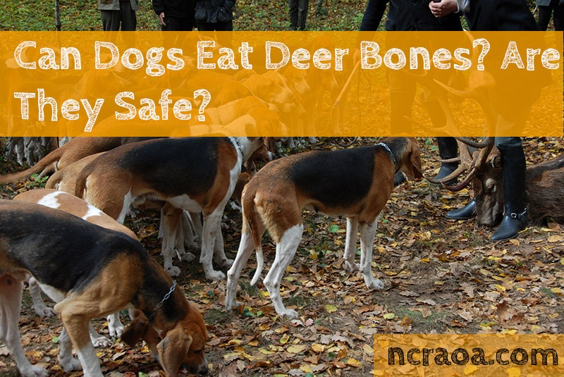 Can Dogs Eat Deer Bones NCRAOA