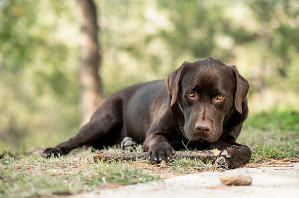 chocolate labrador retriever lying on grass