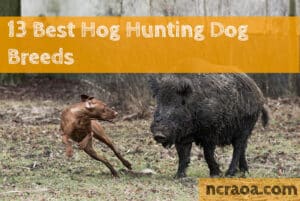 best hog dog breeds for hunting