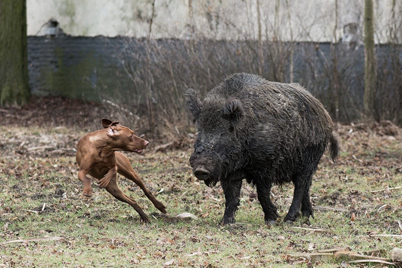 vizla hunting dog catching wild boar